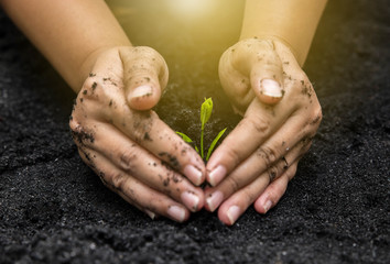 Hands holding sapling in soil surface