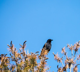 American Crow in pine tree top
