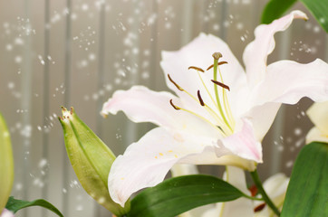 Winter season,white lily flower in a garden with snow,flower background in cold weather