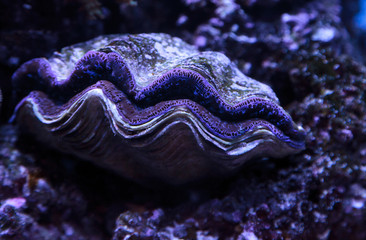 Blue Maxima clam known as Tridacna maxima in a marine reef