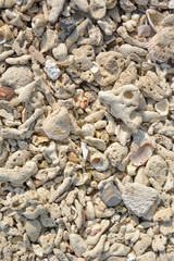 rock on beach for background