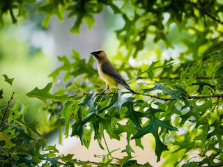 Cedar Waxwing on tree branch in summer