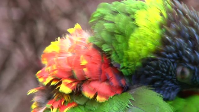 Close up shot of a colorful parrot cleaning itself then takes off and flies away.