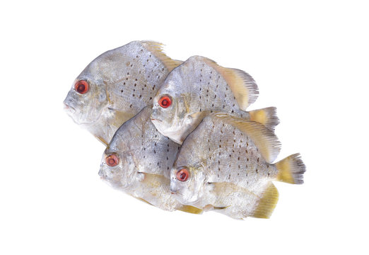 group of raw spotted sicklefish on white background