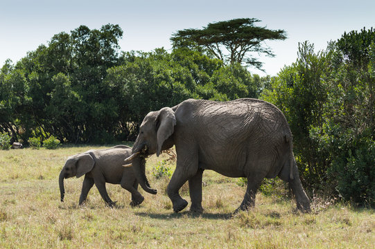 Mother and Baby African elephants walking to e left through a grassy meadow. Photographed in natural light in Kenya Africa. 