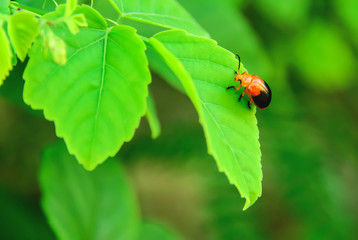 Ladybug