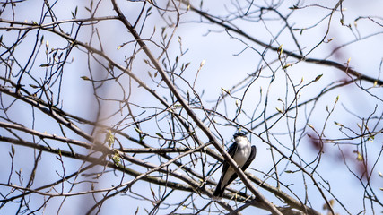 Eastern Kingbird on branch in summer