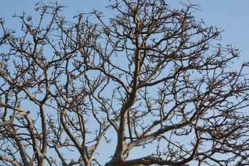 Dried twigs and sky background