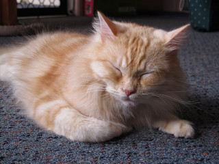 Resting ginger cat