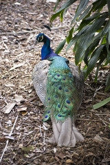 Naklejka premium Peacock resting in leaf litter
