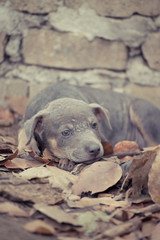 Stray dog
