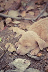 Stray dog