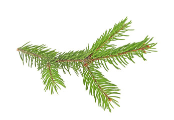Fir tree branch isolated on a white background