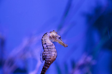 Longsnout seahorse known as Hippocampus reidi in a marine aquarium © SailingAway