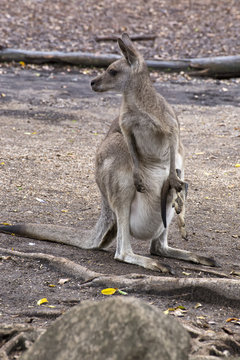Beautiful Eastern Grey Kangaroo with joey