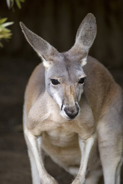Red Kangaroo portrait