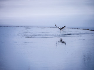 Fototapeta na wymiar Seagull diving for bait fish on lake