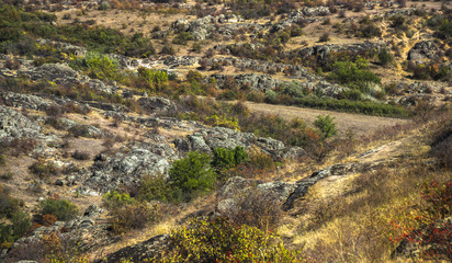 trees and bushes at canyon