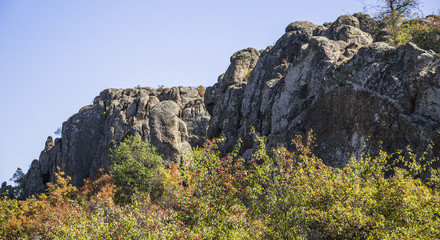 trees and bushes at canyon