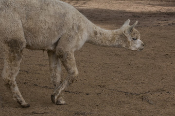 Alpaca walking in dirt paddock