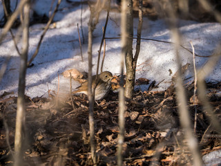 Hermit Thrush among branches in spring