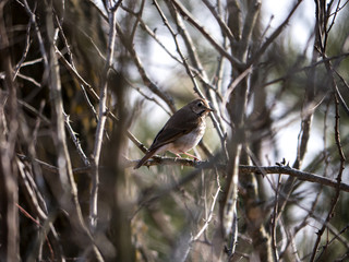 Hermit Thrush among branches in spring