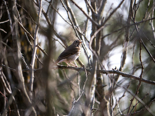 Hermit Thrush among branches in spring