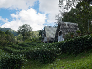 Fototapeta na wymiar Landscape of house in tea plantation at Doi-Montngo , Chiang Mai, Thailand