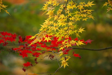 紅葉