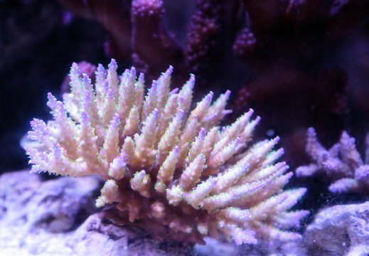 Pink tipped staghorn Acropora coral in a saltwater reef aquarium