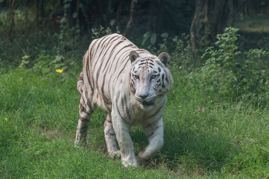 White Indian tiger walks through an open grassland at a tiger reserve in India. These species of Bengal tigers are considered endangered and measures are being taken to preserve these creatures.