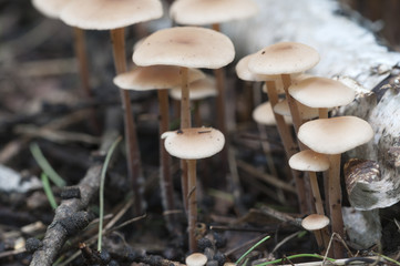 Mushrooms Gymnopus confluens