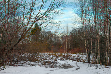 Late Autumn, landscape with birches against the blue sky