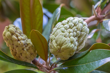  fruits du magnolia 