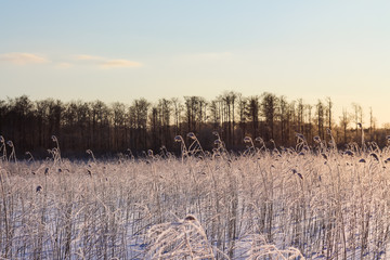 Reed in sunset light, winter landscape