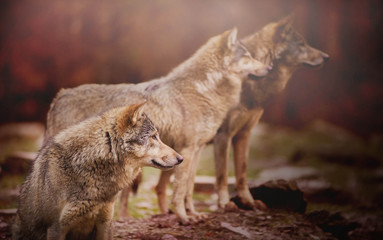 Three Canadian Timber Wolfs Sitting and Watching Something in the Far - On the Red and Blurred Background