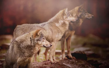 Papier Peint photo Lavable Loup Three Canadian Timber Wolfs Sitting and Watching Something in the Far - On the Red and Blurred Background