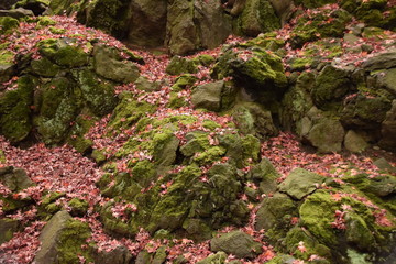 旧古河庭園　岩と紅葉
