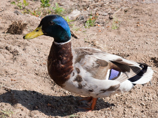 Mallard duck in nature