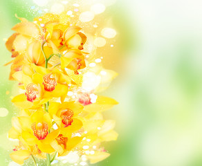 yellow orchid blooming flowers stem with copy space on green bokeh background
