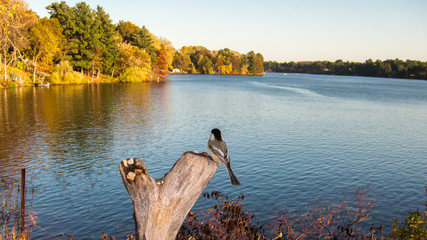 Black-capped Chickadee overlooking lake