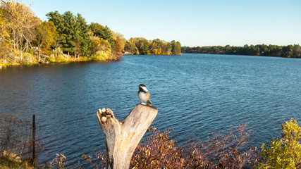 Black-capped Chickadee overlooking lake