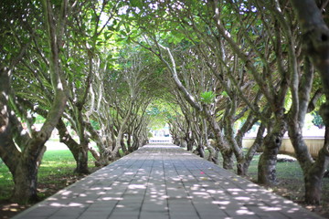 The passage of Plumeria tunnel at nan, Thailand
