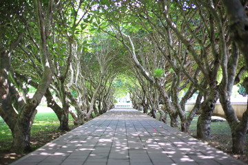 The passage of Plumeria tunnel at nan, Thailand