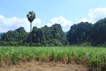 Fototapeta na wymiar Rice fields and mountains