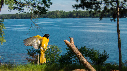 Baltimore Oriole lands on branch by lake