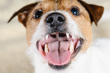 Dog snout with open mouth and pink healthy tongue