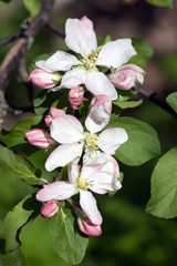 Obraz premium apple tree blossom