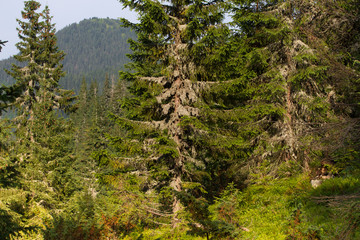 Fototapeta premium Spruce forest in the Ukrainian Carpathians. Sustainable clear ecosystem