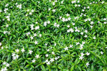 white flower and green leaf background